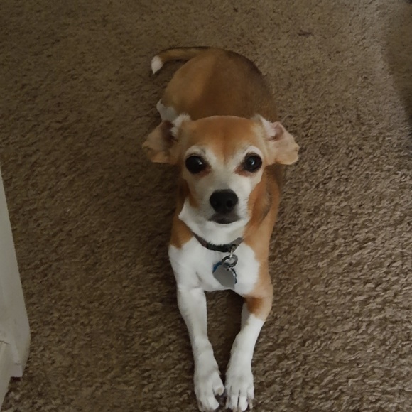 Meet your Posher, Rachel - Picture 1 of 1